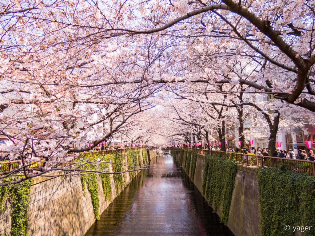 黒川 桜 目 【2022年も開催中止】目黒川の桜並木へのアクセスは？2022年桜まつりや開花情報はここ！